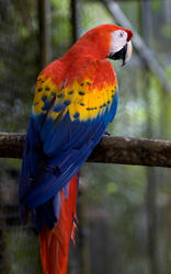 1745-Scarlet Macaw